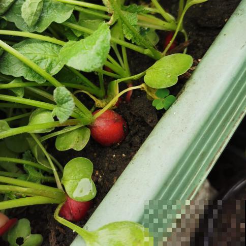 适合秋天种的10种蔬菜，现在播种，一个月上饭桌