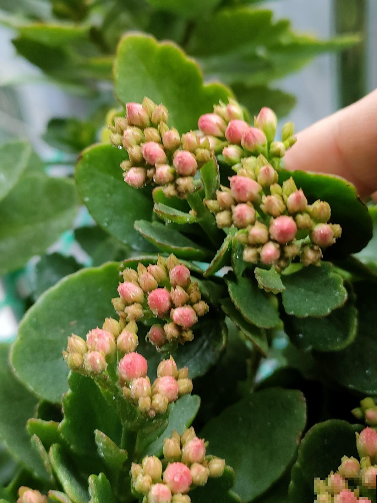 晚上睡不好,屋里可养4种“睡眠花”,一觉睡到天亮 晚上睡不好,屋里可养4种“睡眠花”,一觉睡到天亮