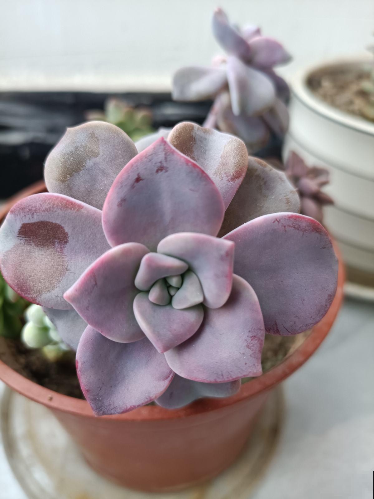 多肉冬季浇水,千万别盲目跟风,教你3点终身受用 多肉冬季浇水,千万别盲目跟风,教你3点终身受用