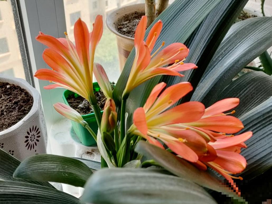 家里养的“耐旱花”,越冷越不能浇水,不然2天就烂根 家里养的“耐旱花”,越冷越不能浇水,不然2天就烂根