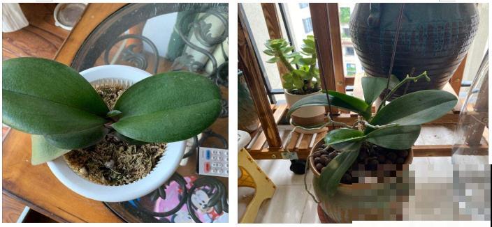 养蝴蝶兰注意4要点，叶子油亮有光泽，花朵娇艳美丽