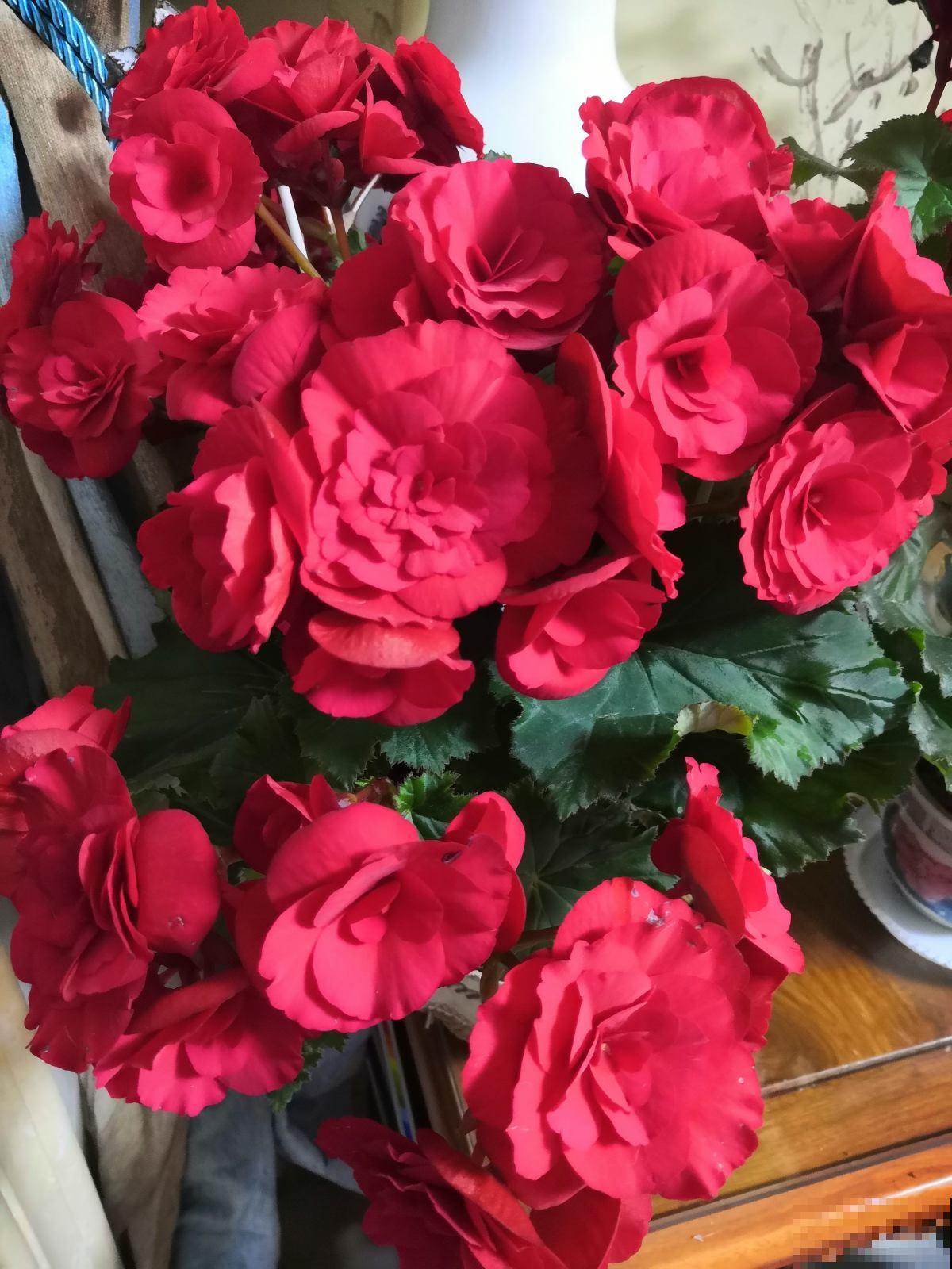 1种花是冬季“爆品”,满盆开红花,养一次就上瘾 1种花是冬季“爆品”,满盆开红花,养一次就上瘾