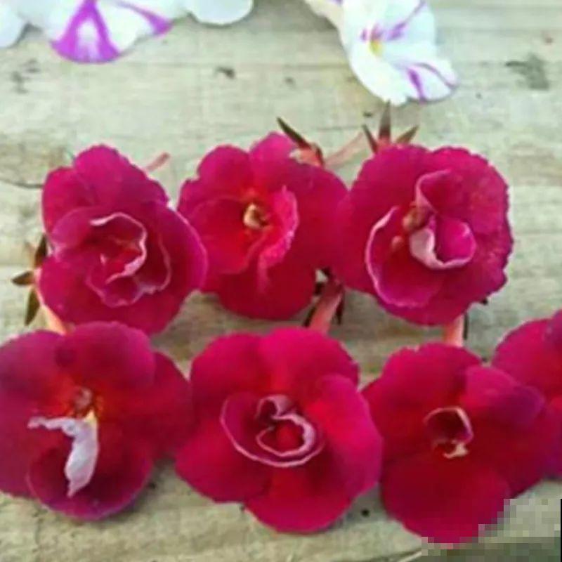 长筒花是“室内花量王者”，没光也能开爆盆，阳台党福音