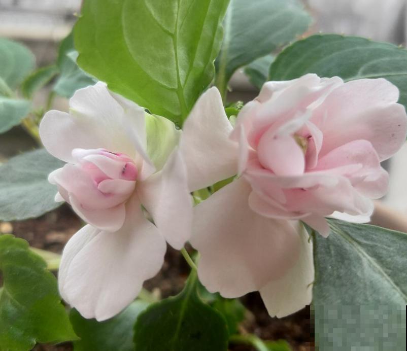 阳台党的“爆花神器”，花中的“白雪公主”，冬天养正合适