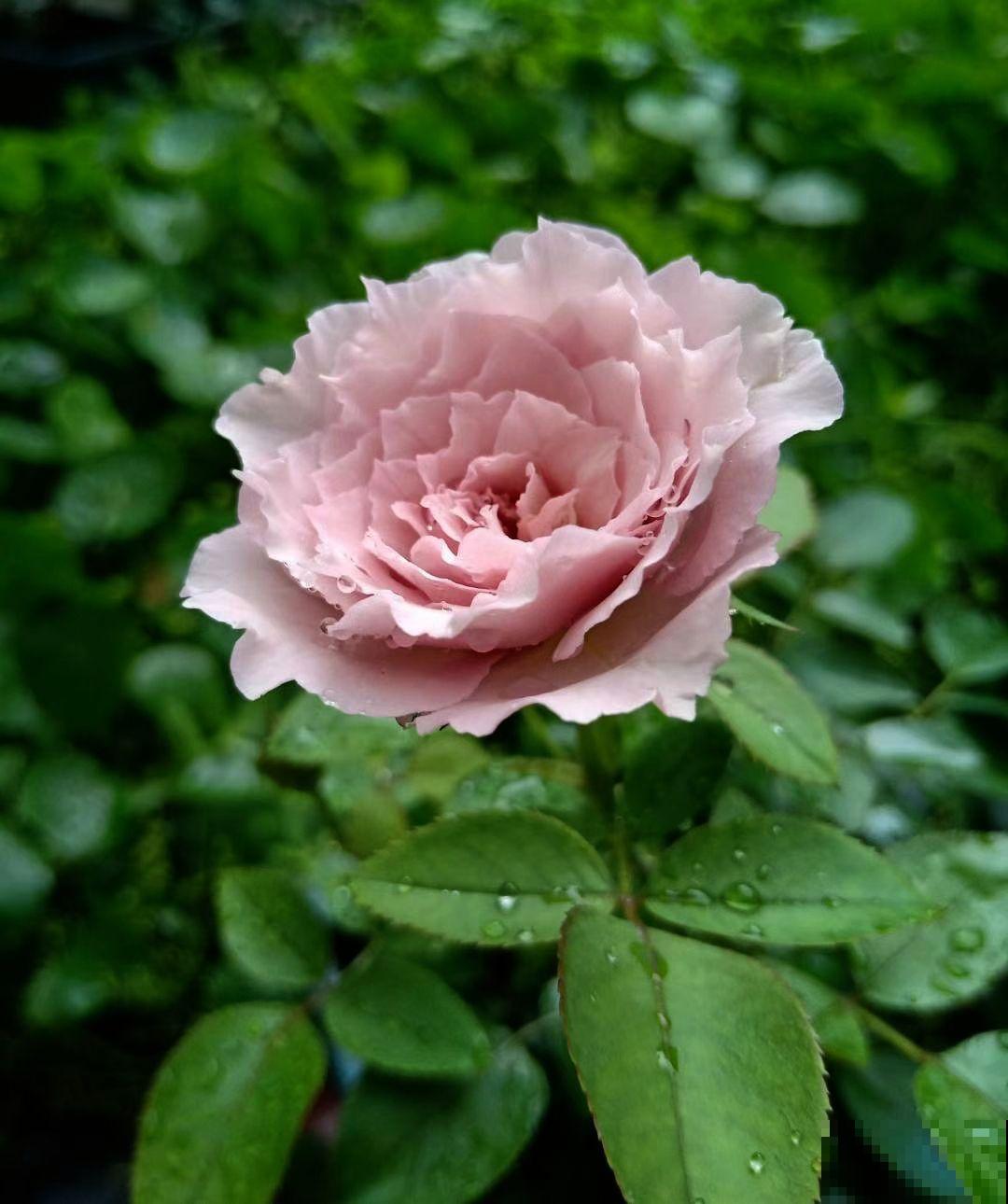 玫瑰、月季、蔷薇傻傻分不清，只要3个方法，一眼就认出来