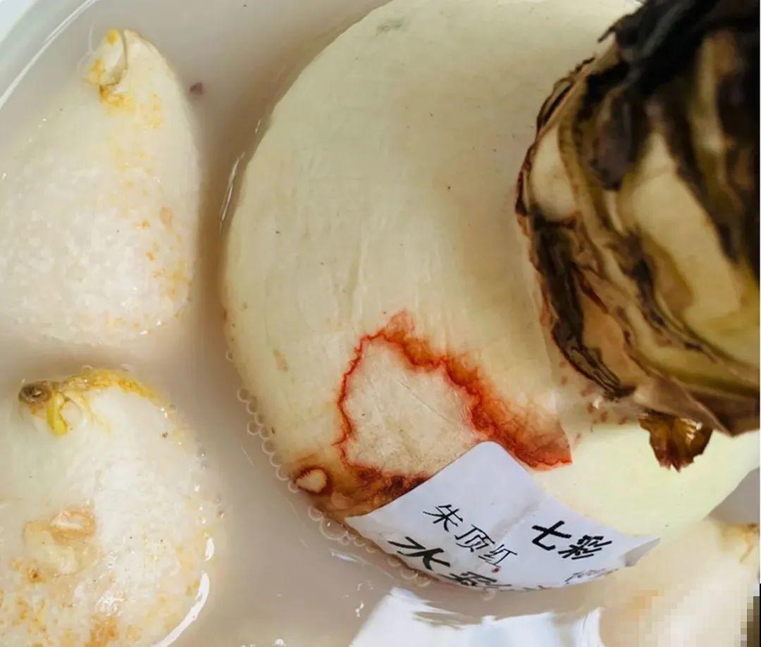 7种花有个小机关，找对位置打开它，新芽爆满盆