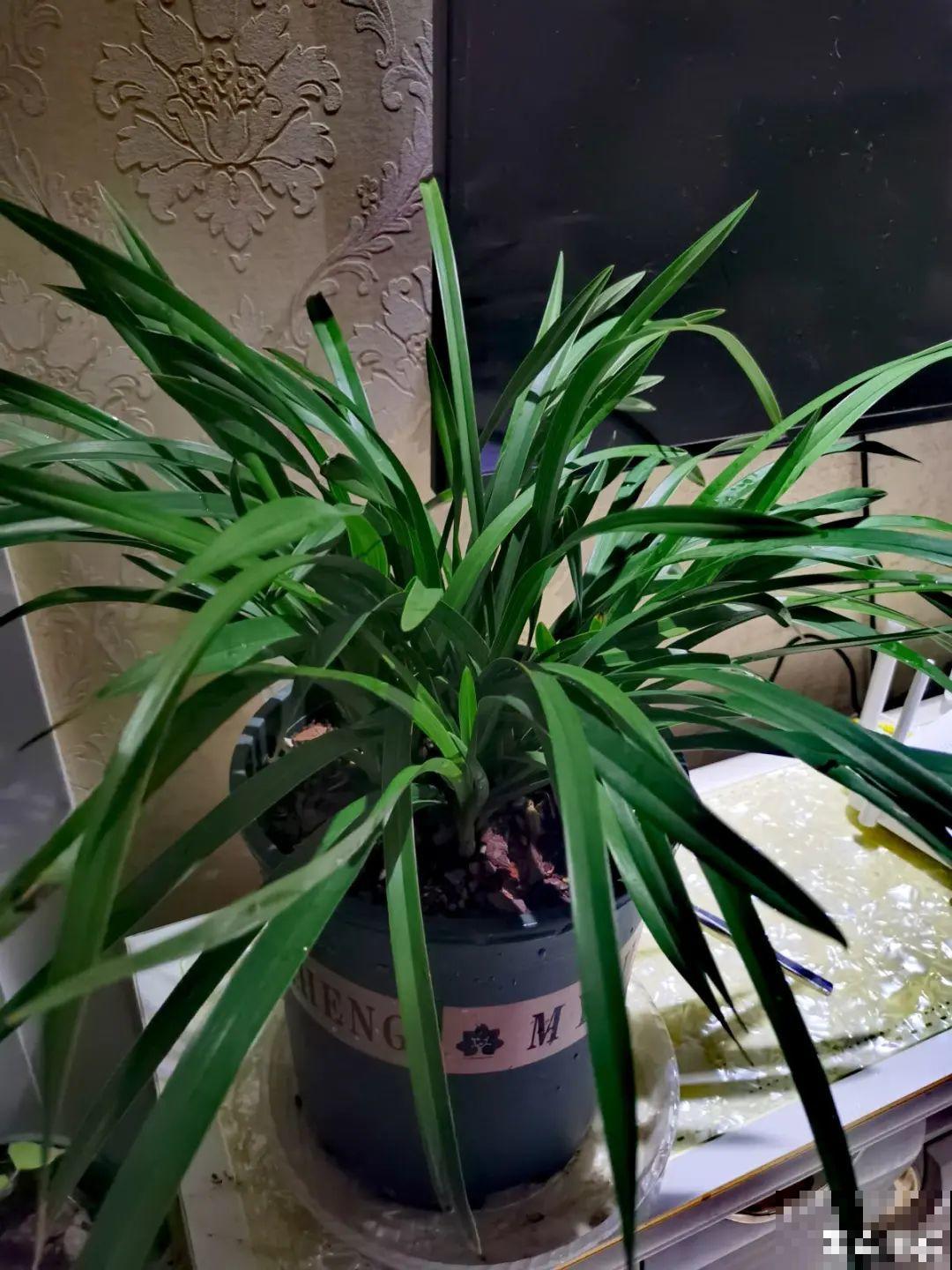 兰花中的“香味之王”,年底开花一串串,满屋飘香! 兰花中的“香味之王”,年底开花一串串,满屋飘香!