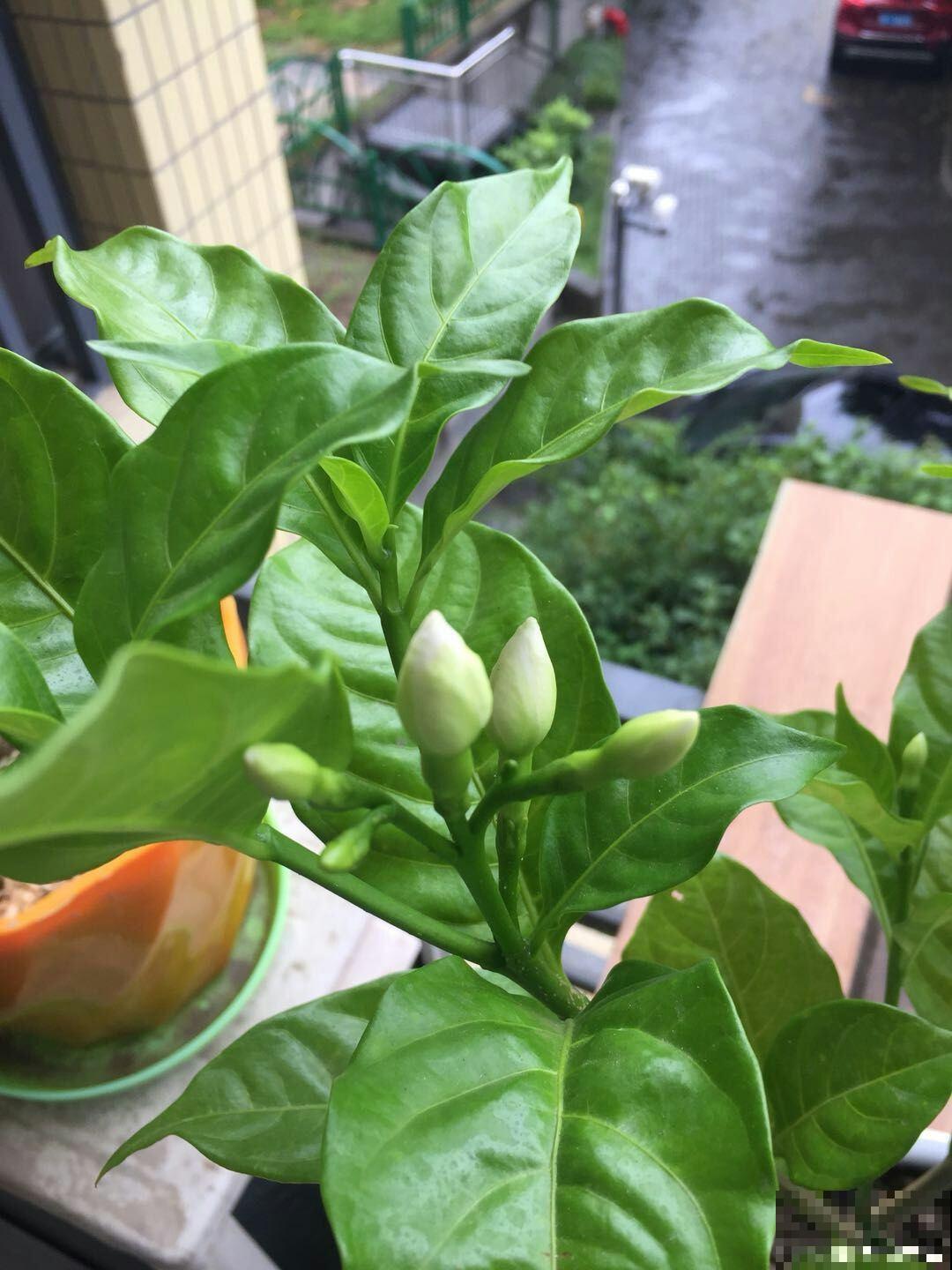 被花名限制的植物,光是听到名字,瞬间失去购买欲 被花名限制的植物,光是听到名字,瞬间失去购买欲