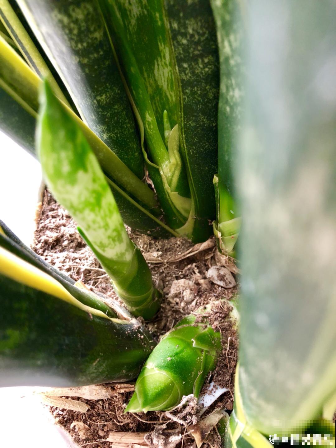 爱“生崽”的花,现在赶紧翻盆,一盆变多盆还能挣钱 爱“生崽”的花,现在赶紧翻盆,一盆变多盆还能挣钱