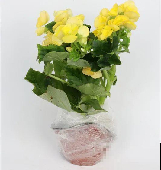 秋冬养盆丽格海棠,花朵像牡丹,有金玉满堂好兆头 秋冬养盆丽格海棠,花朵像牡丹,有金玉满堂好兆头