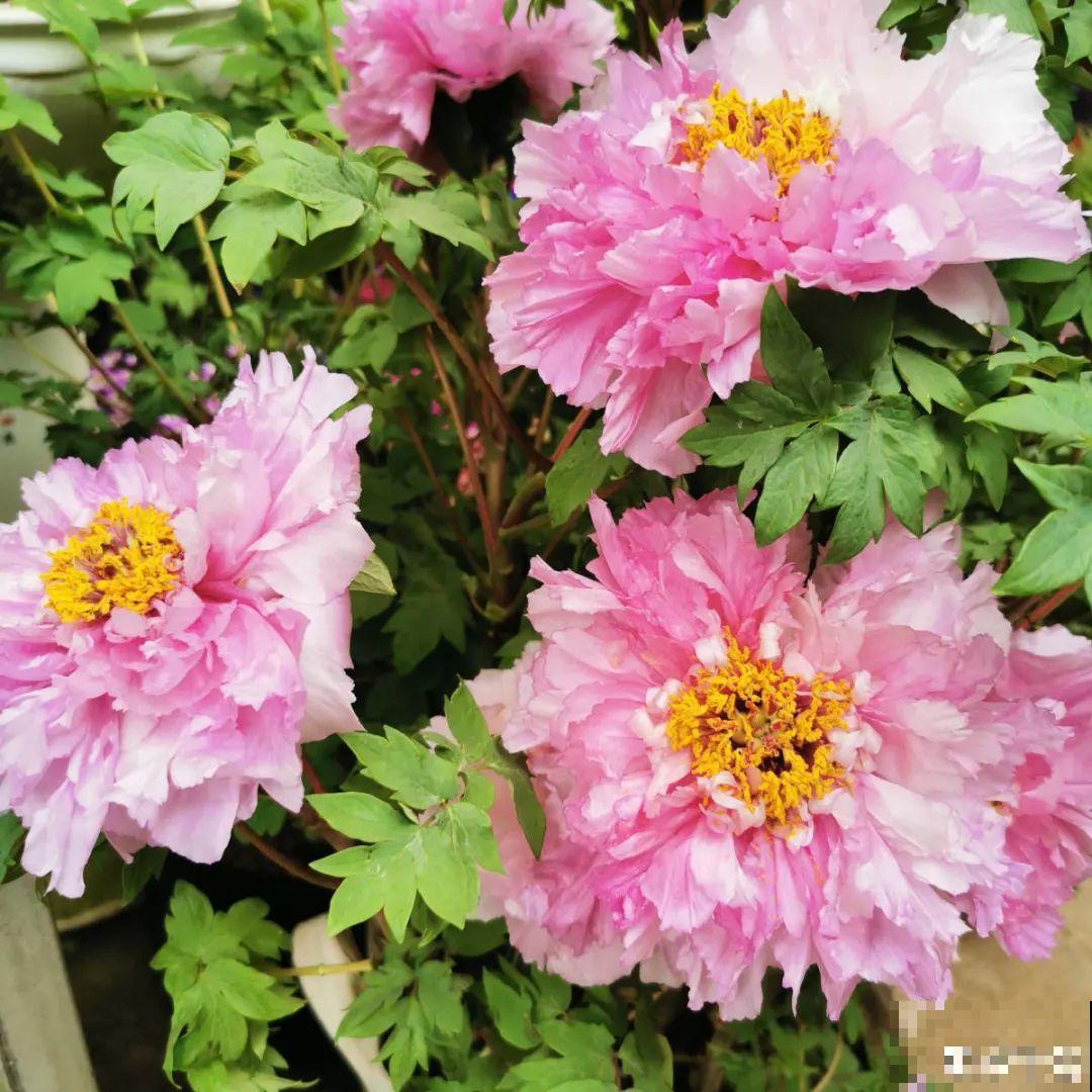 适合秋天养的12种花,耐阴又耐寒,秋冬长得更精神 适合秋天养的12种花,耐阴又耐寒,秋冬长得更精神