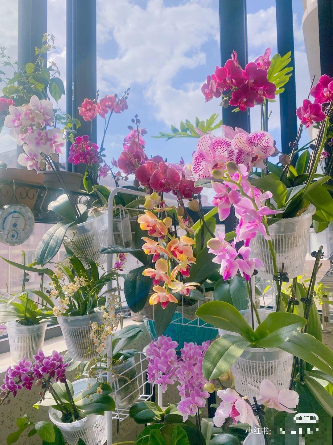 这6种花太昂贵，自带贵气轻易买不起，新手小白勿入