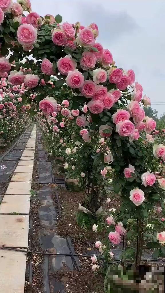 想要做花柱花墙，推荐7种藤本月季，值得拥有