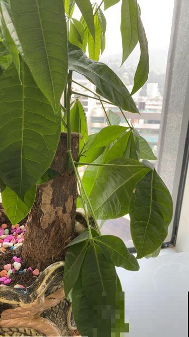 水培发财树太难了，只需2招，搞定黄叶烂根