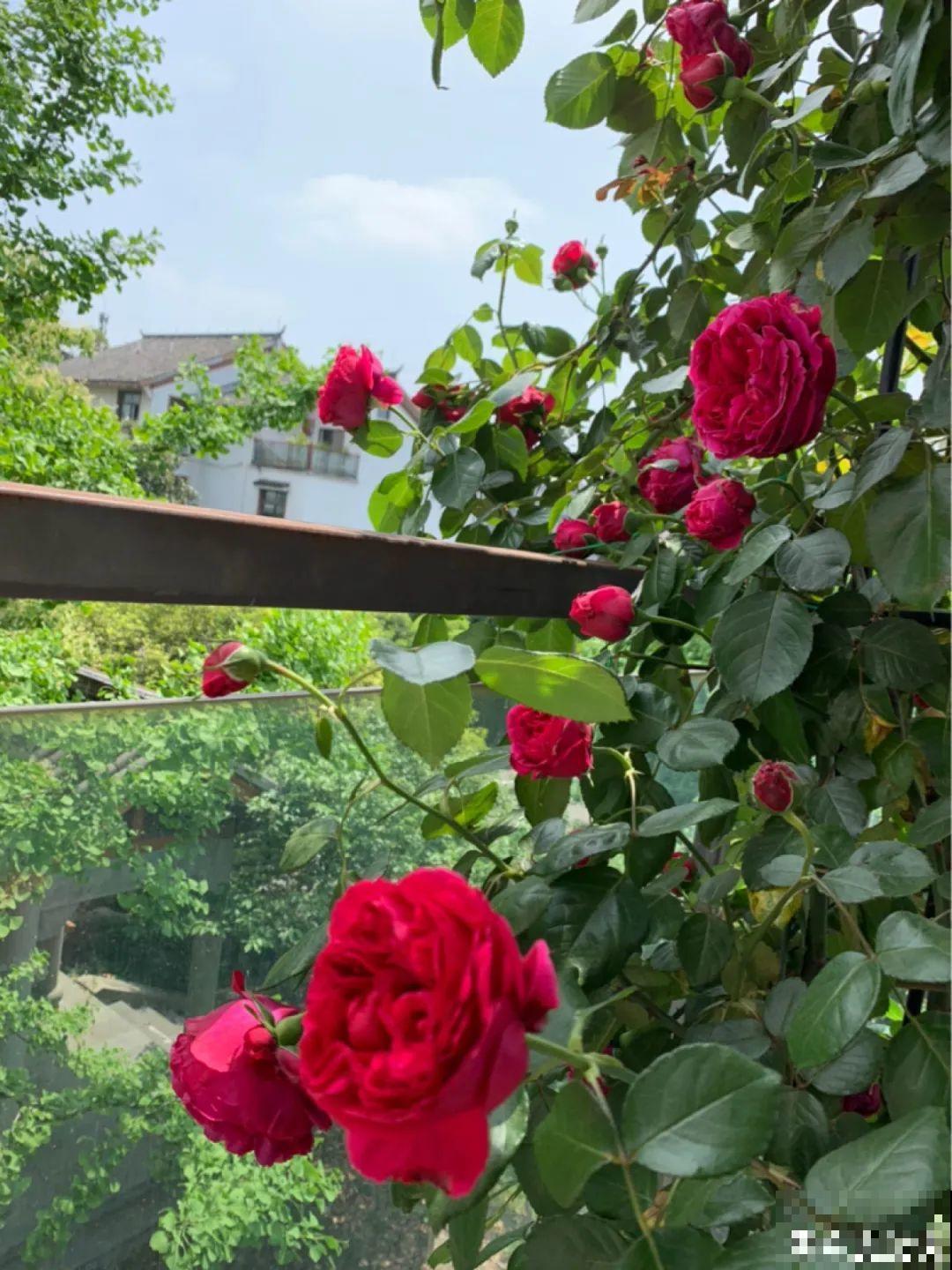 带着父母回农村，把老院子种满花，过简单生活