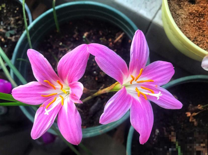 风雨兰一年开几次花 风雨兰一年开几次花