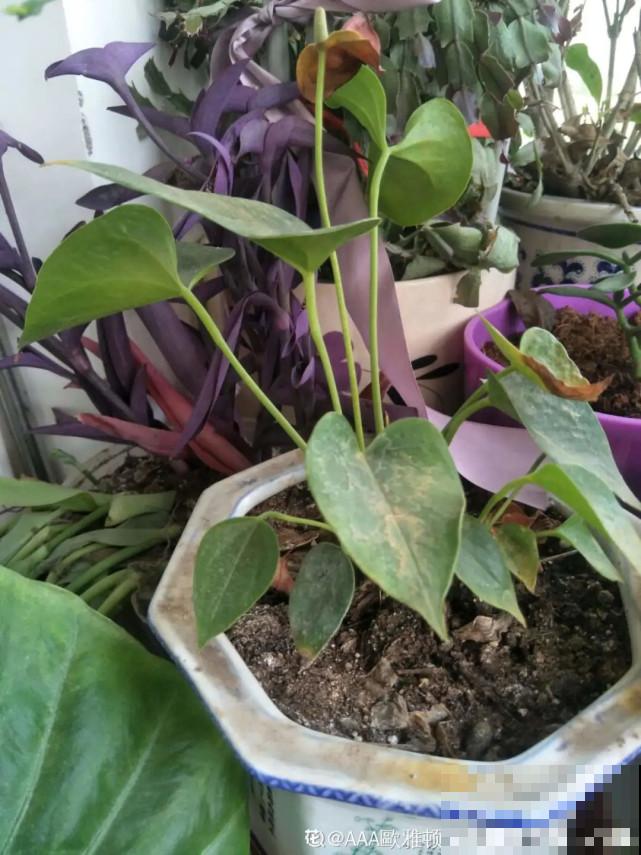 秋天给花补点“猛肥”,嫩芽一茬接一茬,花苞呼呼冒 秋天给花补点“猛肥”,嫩芽一茬接一茬,花苞呼呼冒