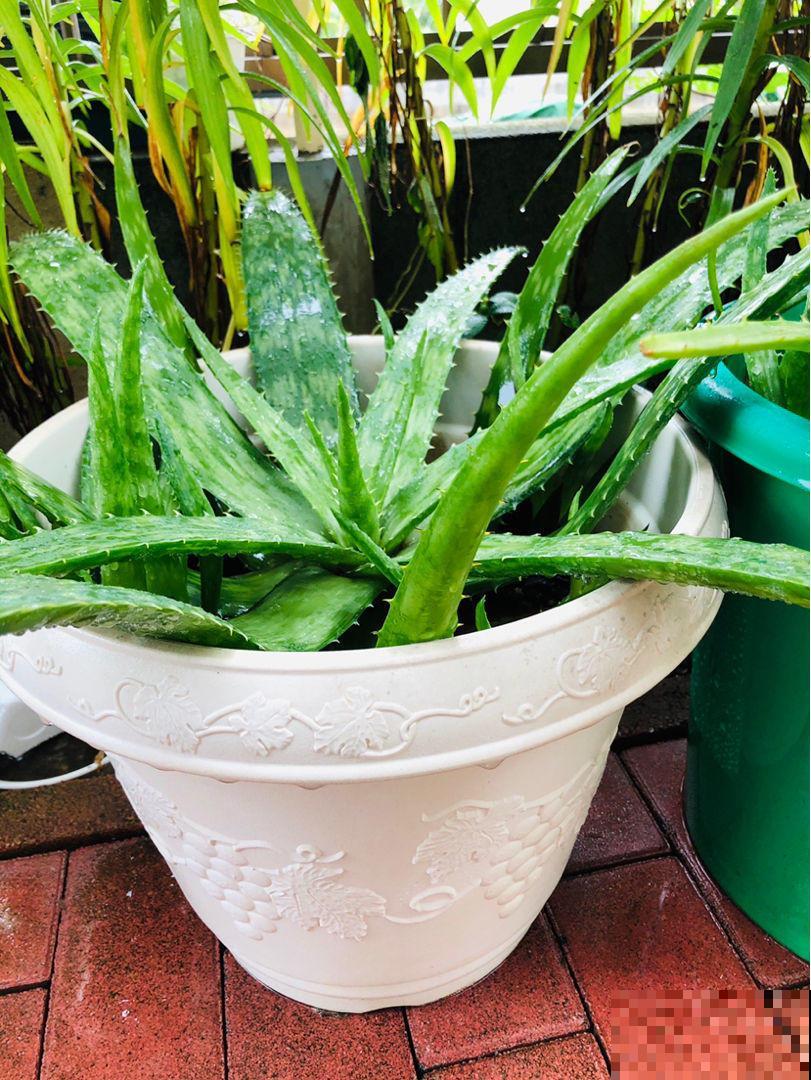 1种绿植被称作“家庭小药箱”,净化空气效果好,养人养身心 1种绿植被称作“家庭小药箱”,净化空气效果好,养人养身心