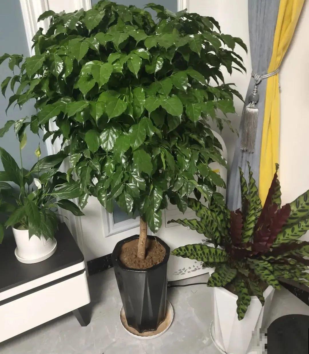 客厅养好树,子孙一直富,8种树养在家,镇宅有安全感 客厅养好树,子孙一直富,8种树养在家,镇宅有安全感