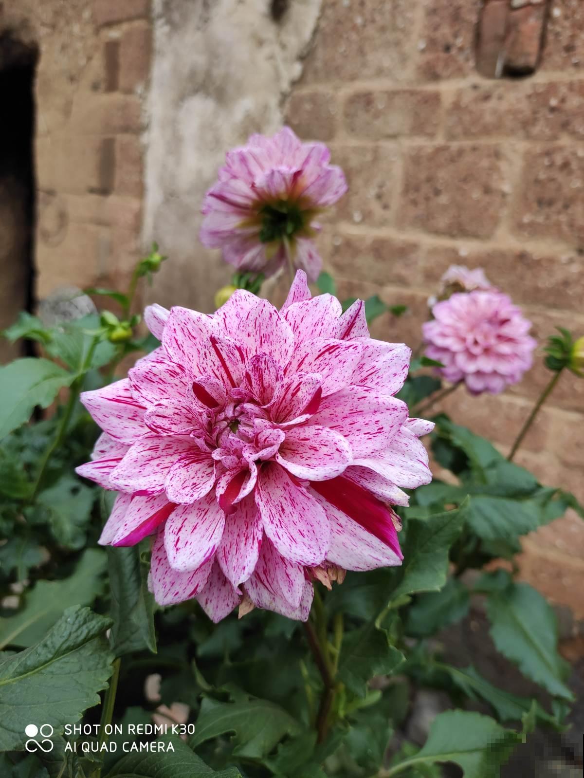 8种花必须大盆养，小盆会憋死，赶快拿小本本记下