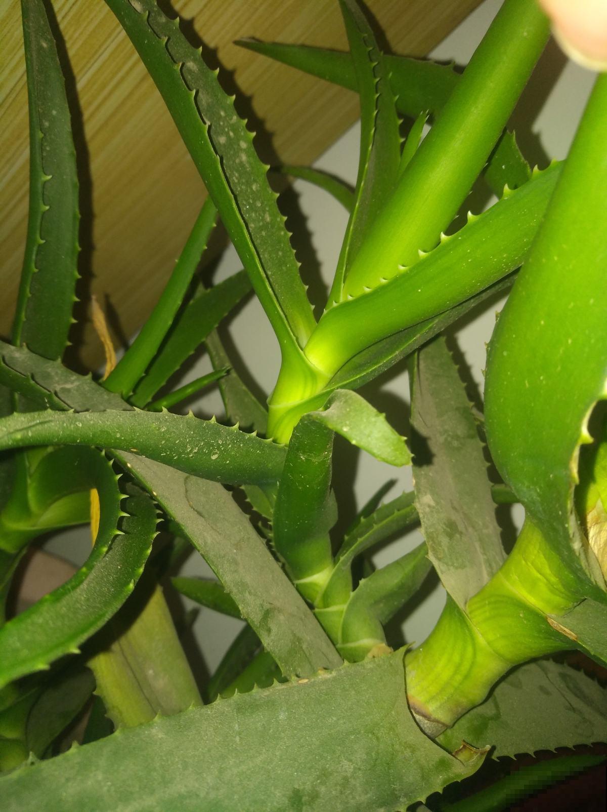 芦荟堪称“万能王”，既能食用又能美容，女人的最爱