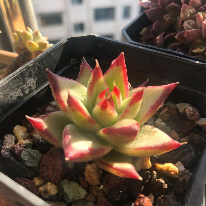 多肉冬季浇水,千万别盲目跟风,教你3点终身受用 多肉冬季浇水,千万别盲目跟风,教你3点终身受用