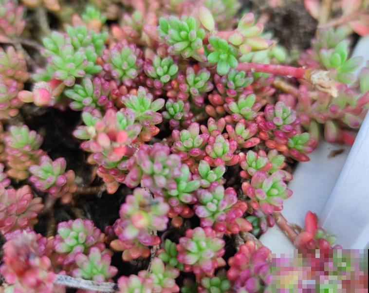 这多肉养好了,就像一碗“紫米饭”,看着就饱了! 这多肉养好了,就像一碗“紫米饭”,看着就饱了!