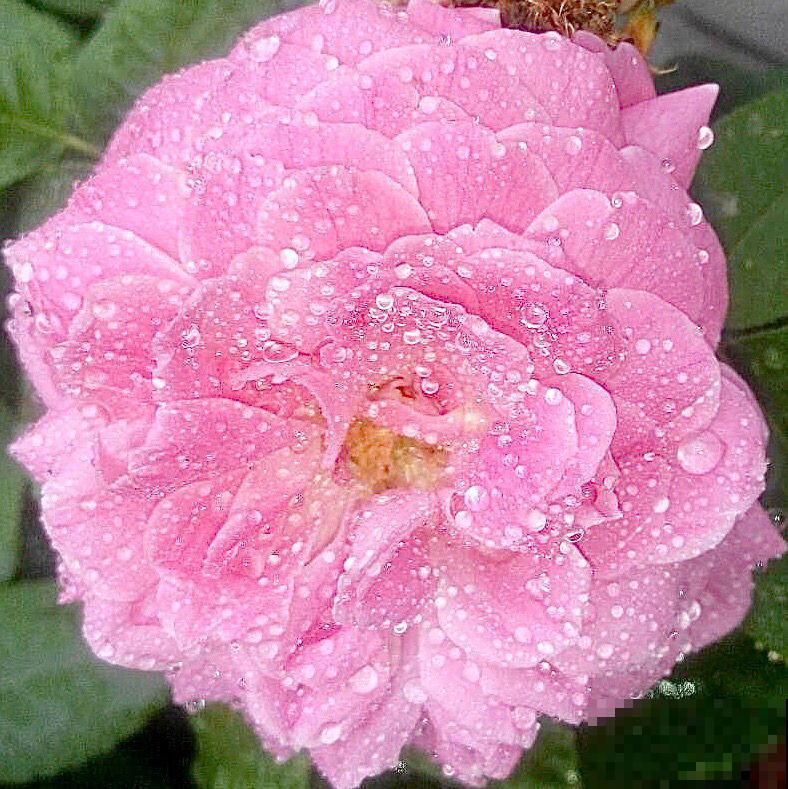 1种“养人花”,开花又大又好看,还能用来做吃的 1种“养人花”,开花又大又好看,还能用来做吃的