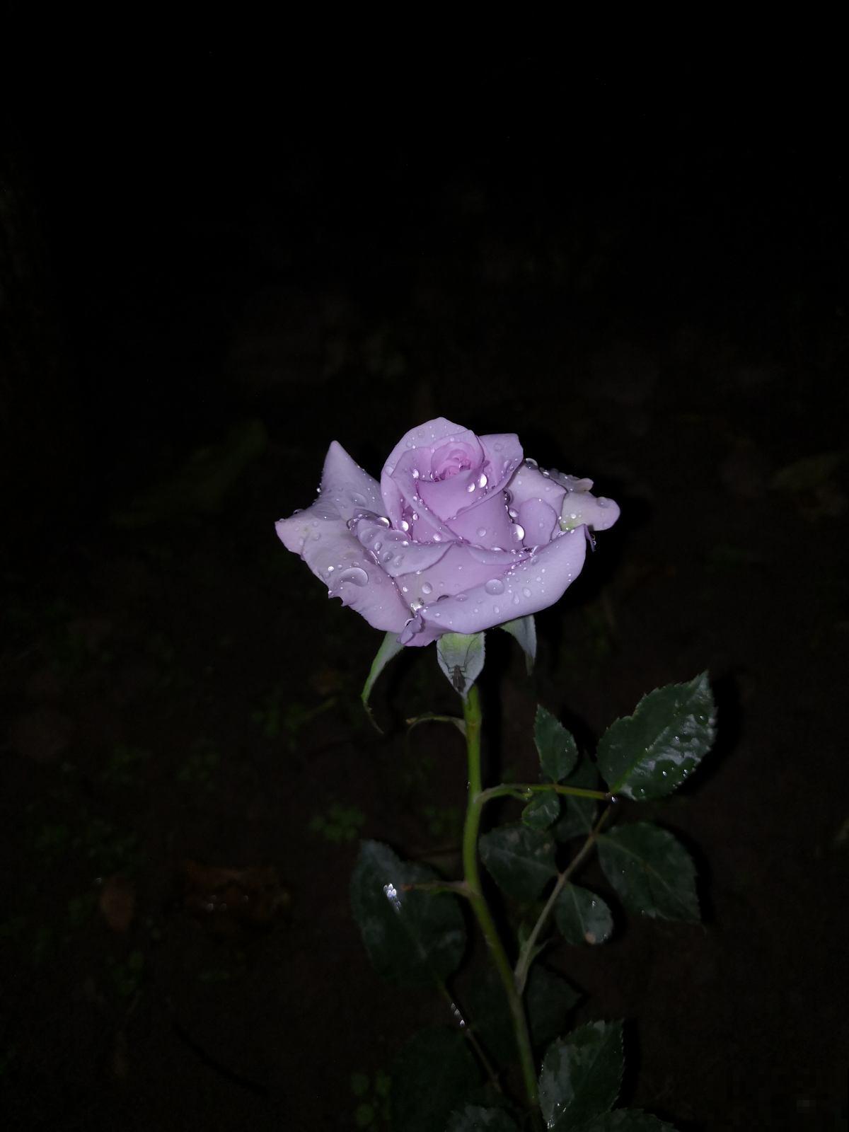 适合新手养的月季，花朵一个比一个大，花期还超长待机