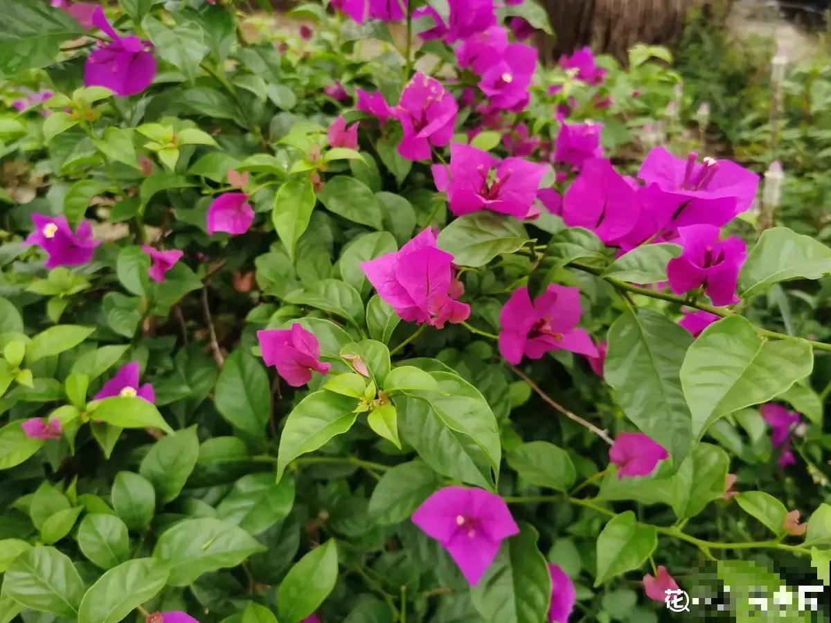 老花匠养三角梅开花不断，而你还在担心落叶问题，差在哪了？