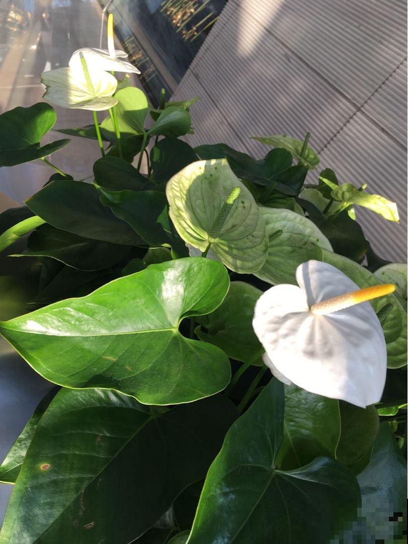 5种绿植,对抗眼疲劳特有效,远离眼干眼涩 5种绿植,对抗眼疲劳特有效,远离眼干眼涩