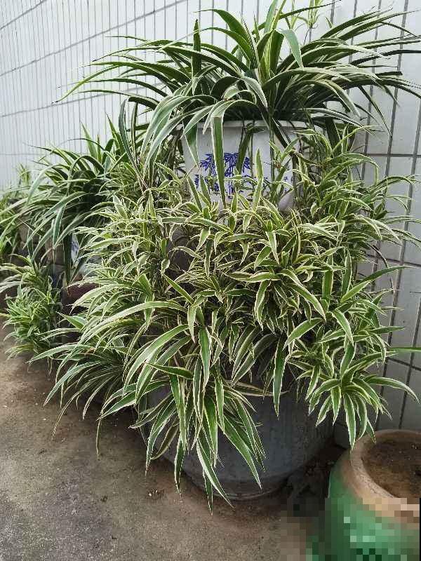 净化空气效果好的5种花，家里各个角落摆1盆，空气清新帮大忙