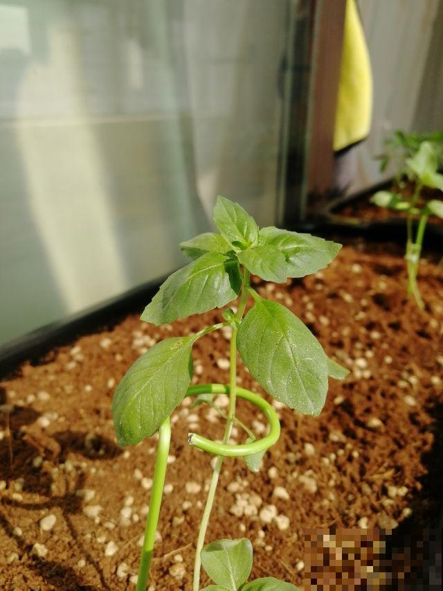 5种花，放在厨房最合适，又香又好看