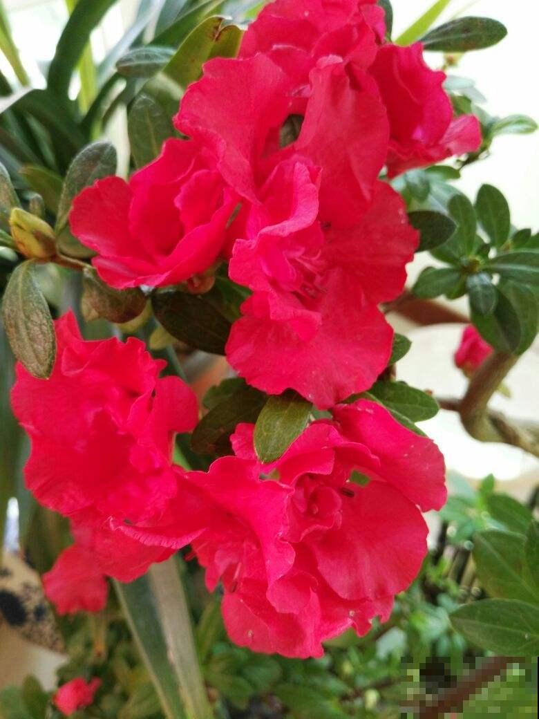 杜鹃花不开花的3个原因，对症下药，四季开花不断