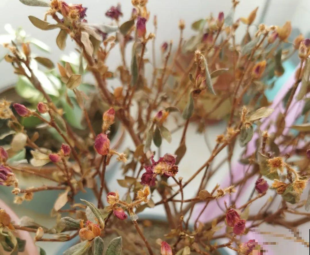 10种“怕晒花”，越晒死越快，半阴地儿反倒长得旺