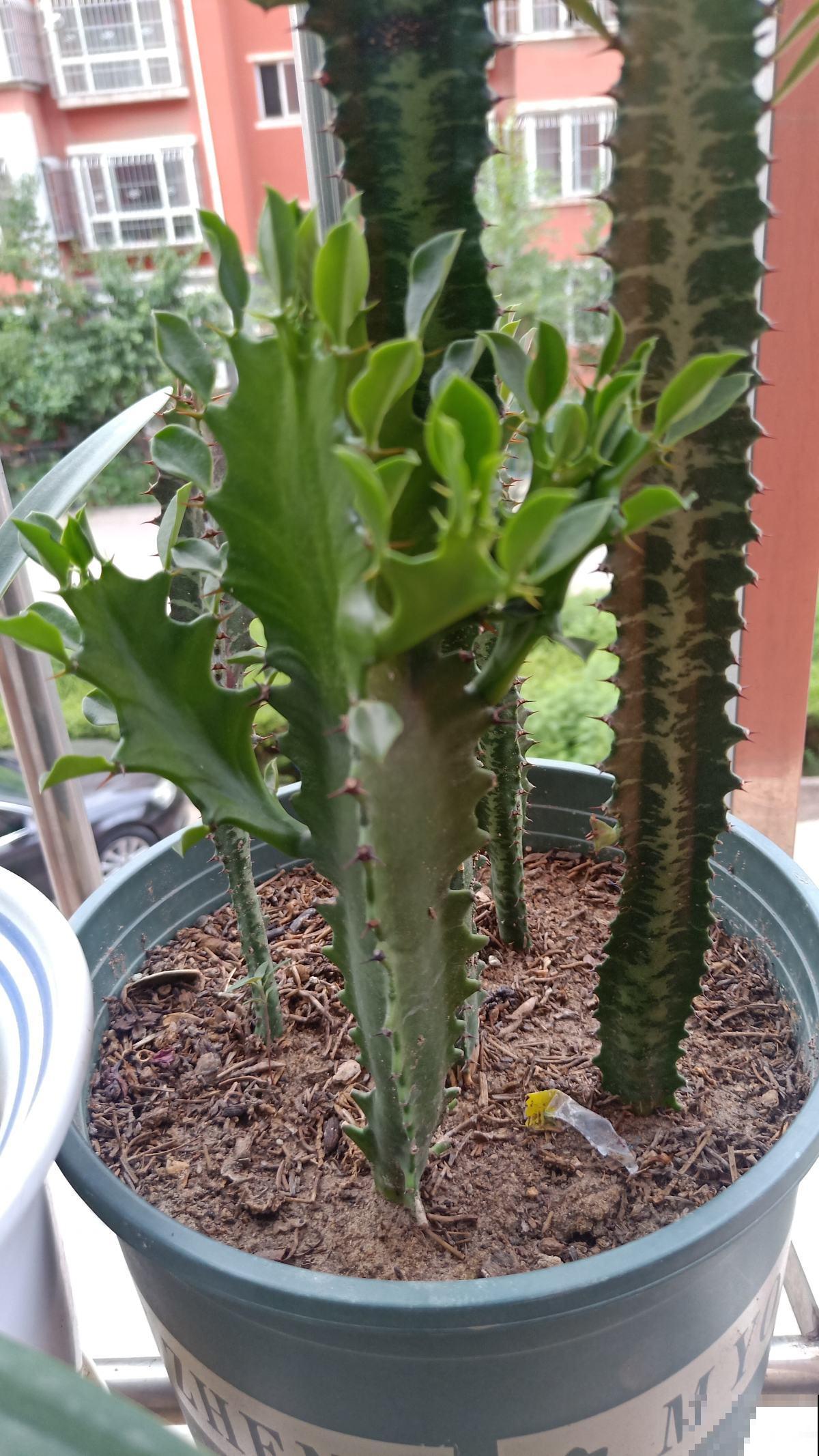 家里养点“吉利花”，这八种“转运花”，看看你家有没有