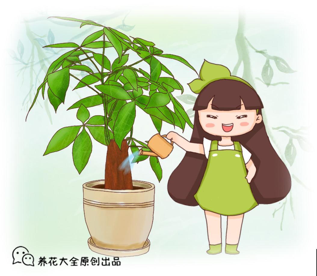 水培发财树太难了，只需2招，搞定黄叶烂根