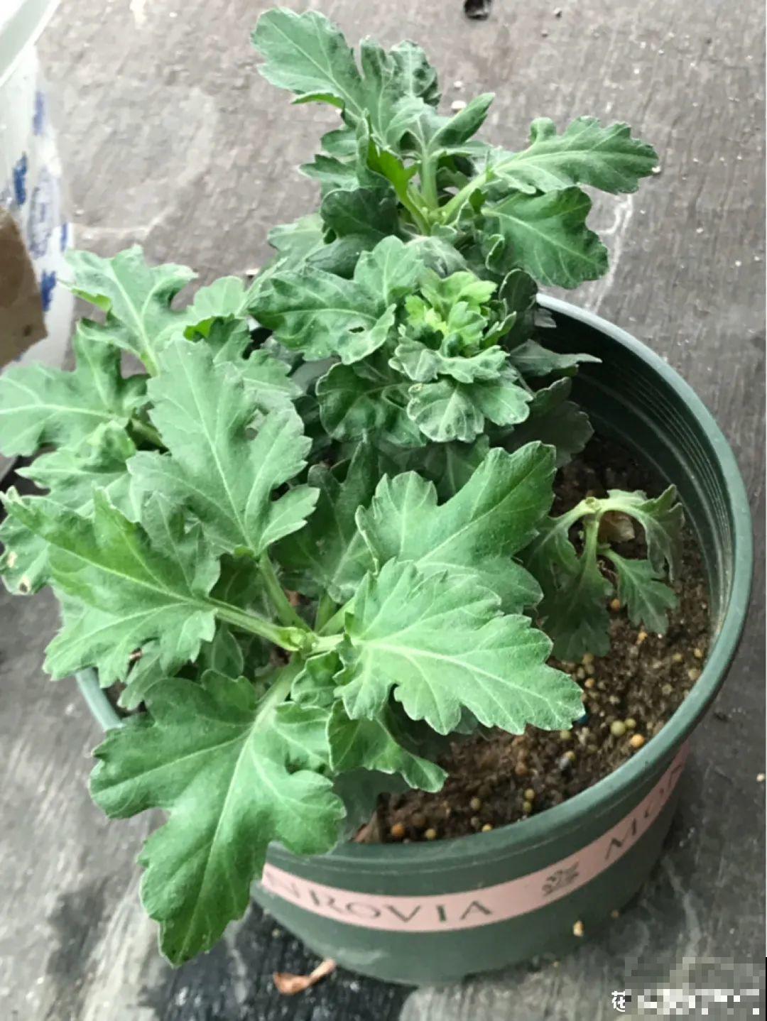 秋天在家养盆“香香花”，满屋子香味，还特耐寒