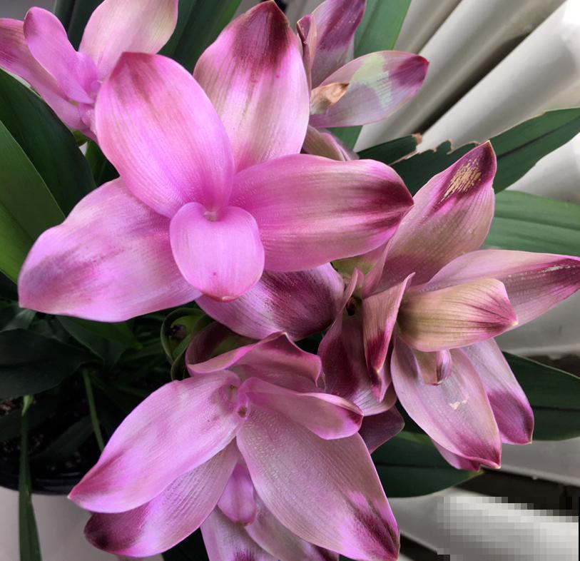 生姜也能开“荷花”？一个星期就发芽，开出比脸还大的“荷花”