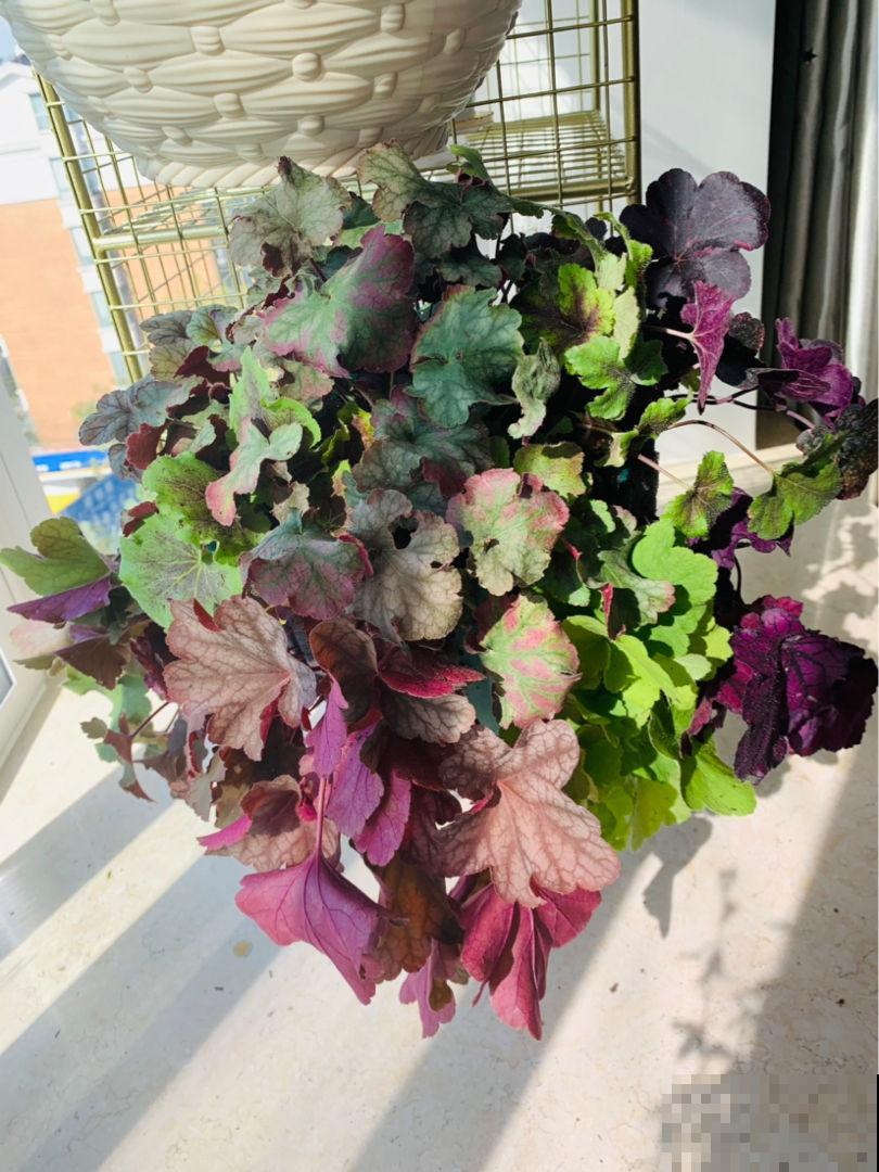 冬天就养一盆矾根,耐寒能力强,大东北地区也能活 冬天就养一盆矾根,耐寒能力强,大东北地区也能活