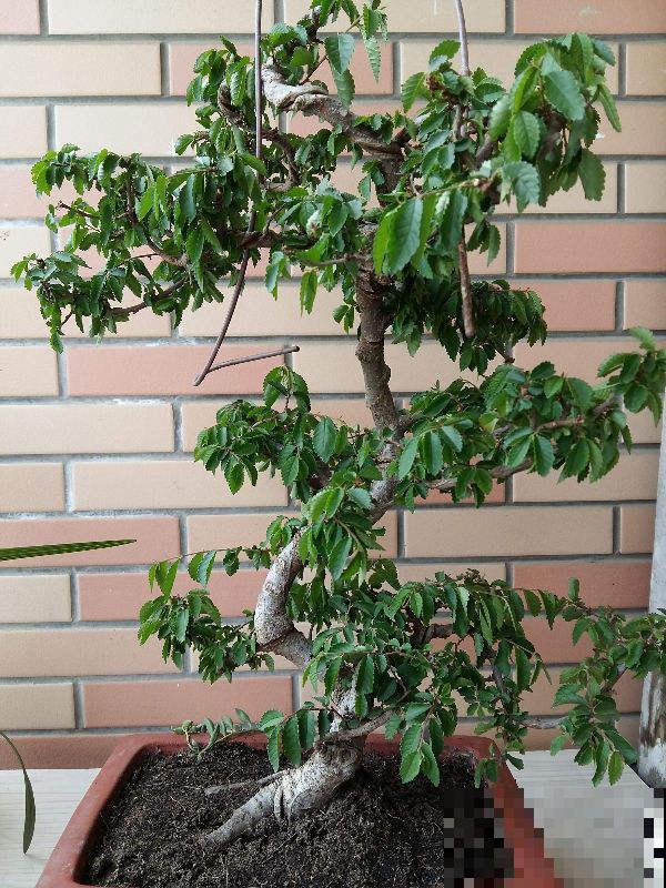 “宅后有榆，百鬼不近”，庭院里养一棵榆树，镇宅又吉祥