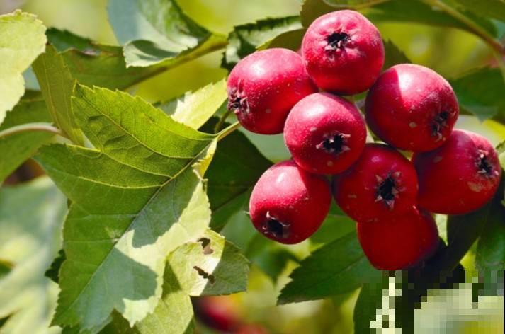 6个步骤,教你在家种山楂,拥有秋冬“标配”水果 6个步骤,教你在家种山楂,拥有秋冬“标配”水果