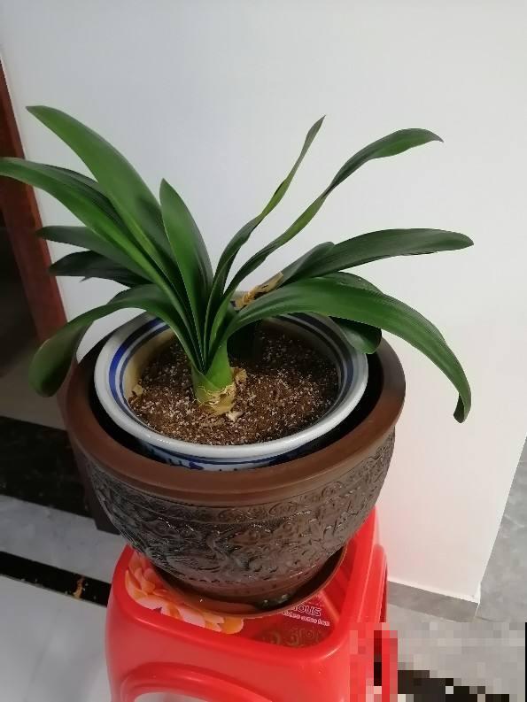 叶片不能喷水的7种植物，一喷水就烂叶子，赶紧停下