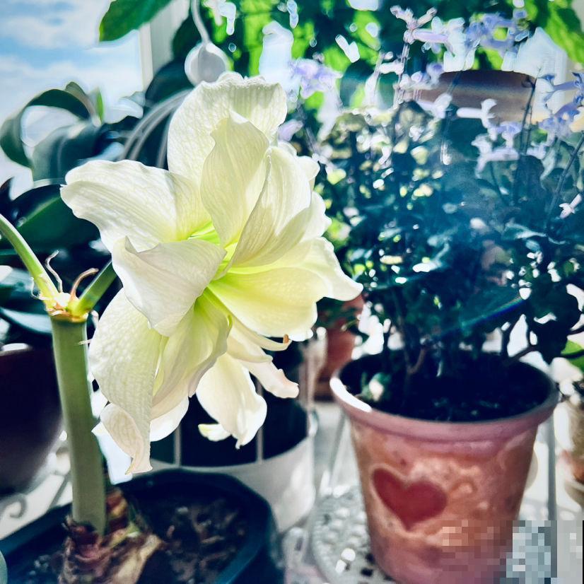 适合新手的"懒人花"，可劲折腾死不了，春节入手刚刚好