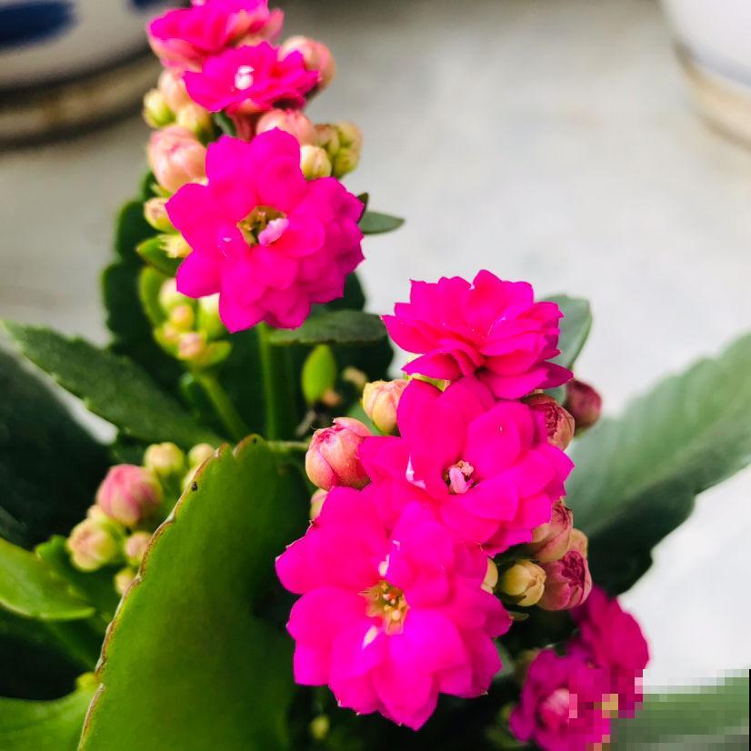 想要养好长寿花,需注意“3少1丢”,来年独苗轻松变老桩 想要养好长寿花,需注意“3少1丢”,来年独苗轻松变老桩