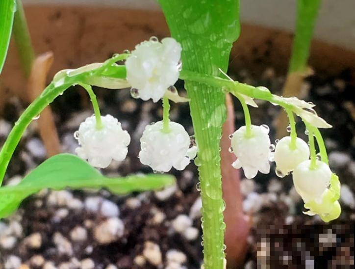 1种花名叫“铃兰”，零下15度也能开花，开出一串串“小铃铛”