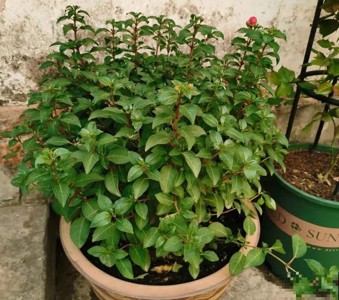 养花一直不开花,给他套个黑塑料袋,花苞呼呼冒 养花一直不开花,给他套个黑塑料袋,花苞呼呼冒