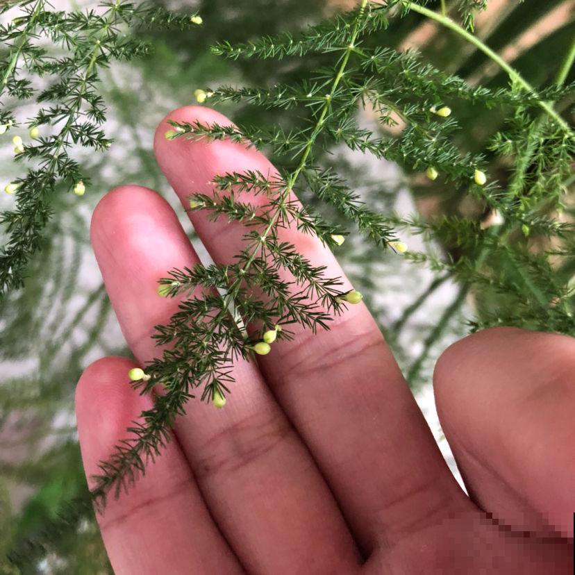 养文竹就得狠心剪一刀,学会“3剪1控”,一个月长成茂密小森林 养文竹就得狠心剪一刀,学会“3剪1控”,一个月长成茂密小森林