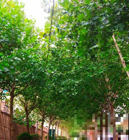 “院子不养3种花”，老祖宗传下来的话，是迷信还是科学？