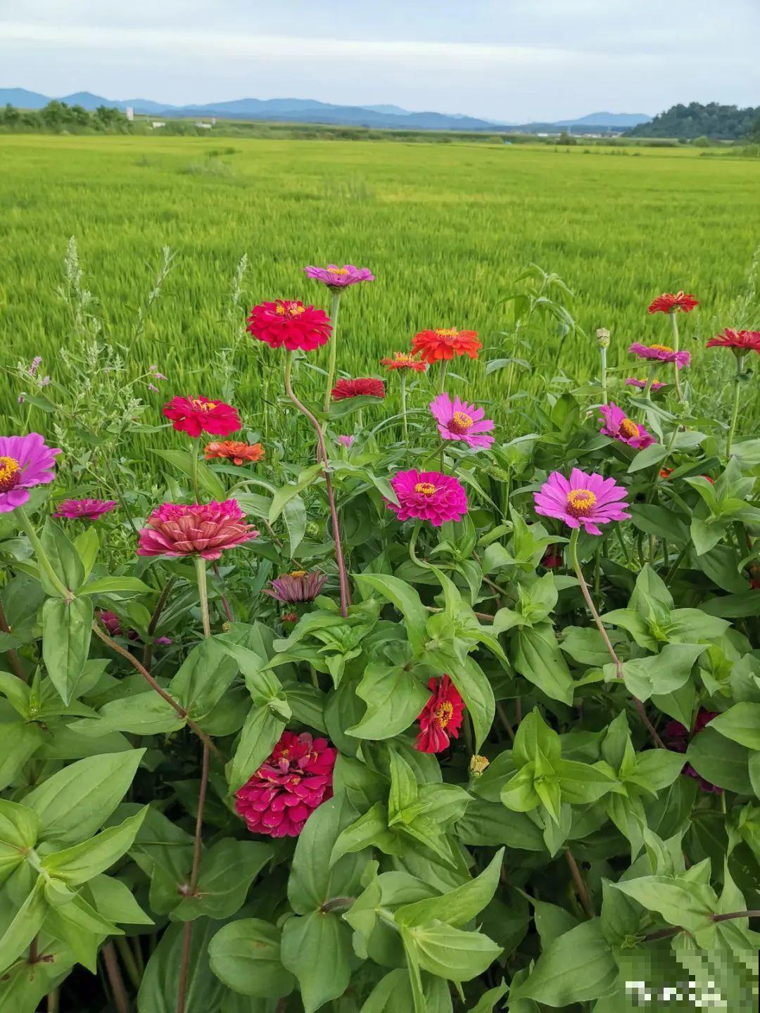 带着父母回农村，把老院子种满花，过简单生活